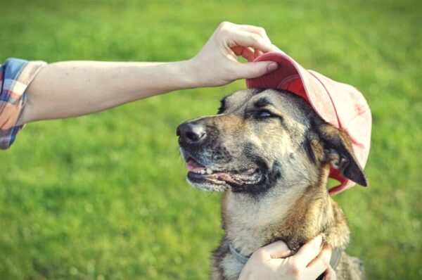 Hats for Dogs | 10 Baseball Caps for Different Breeds