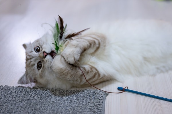 6 Best Toys for Cats