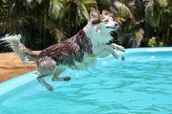 How to Keep Dogs Cool in the Summer