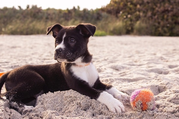 6 Best Toys for Dogs