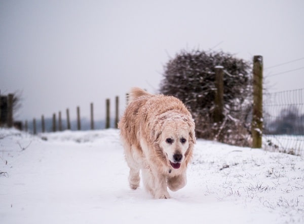 dog walking in snow