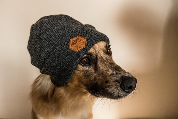 Dog winter hats – 10 Warming dog hats