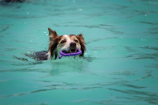 dog with floating toy in water
