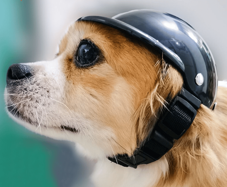 Motorcycle helmets for dogs – 10 Safety dog helmets