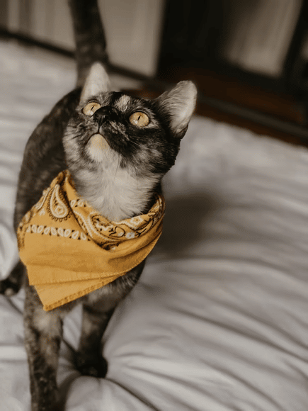 cat with bandana in mexican style