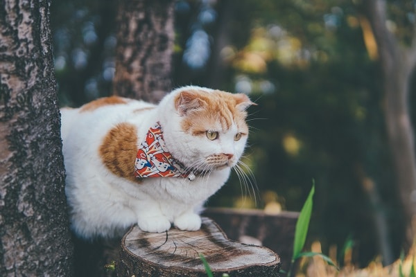 cat outside wearing a bandana with collar and bells