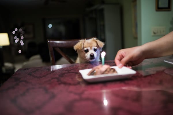 Dog Birthday Cakes | 8 Treats to get that party started