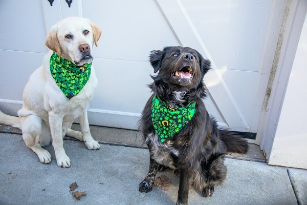 two larger dogs wearing a bandana