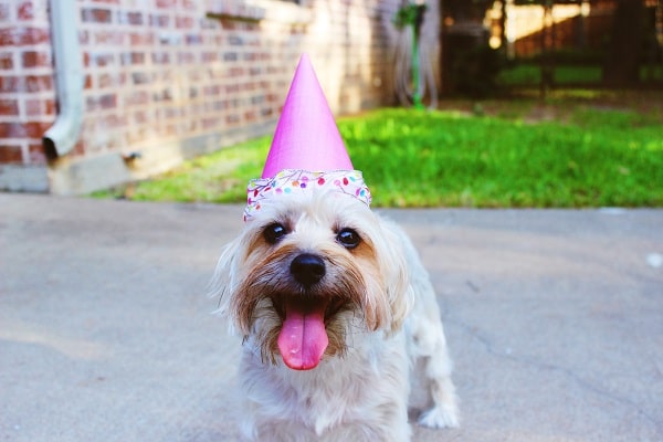 Dog birthday hat | 10 Adorable birthday hats for dogs