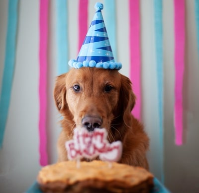 dog with a birthday cake in front