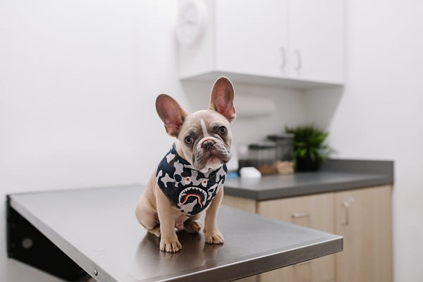 small dog wearing bandana