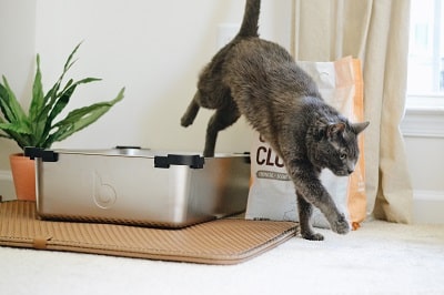 Cat litter box – Basic, self cleaning and hidden litter boxes