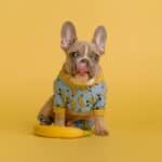 Dog pajamas – 10 comfortable pajamas for dogs