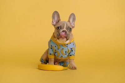 dog in pajama