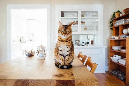 cat sitting on a kitchen table