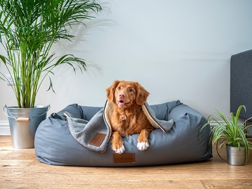 Dog Beds With Sides – 10 Comfy and Supporting Dog Beds