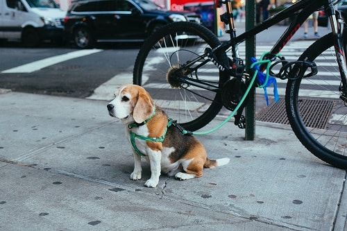 dog waiting outside wearing a rope leash